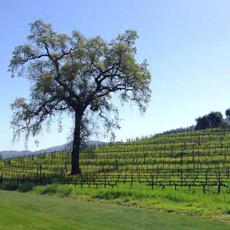 Mother's Day in Wine Country