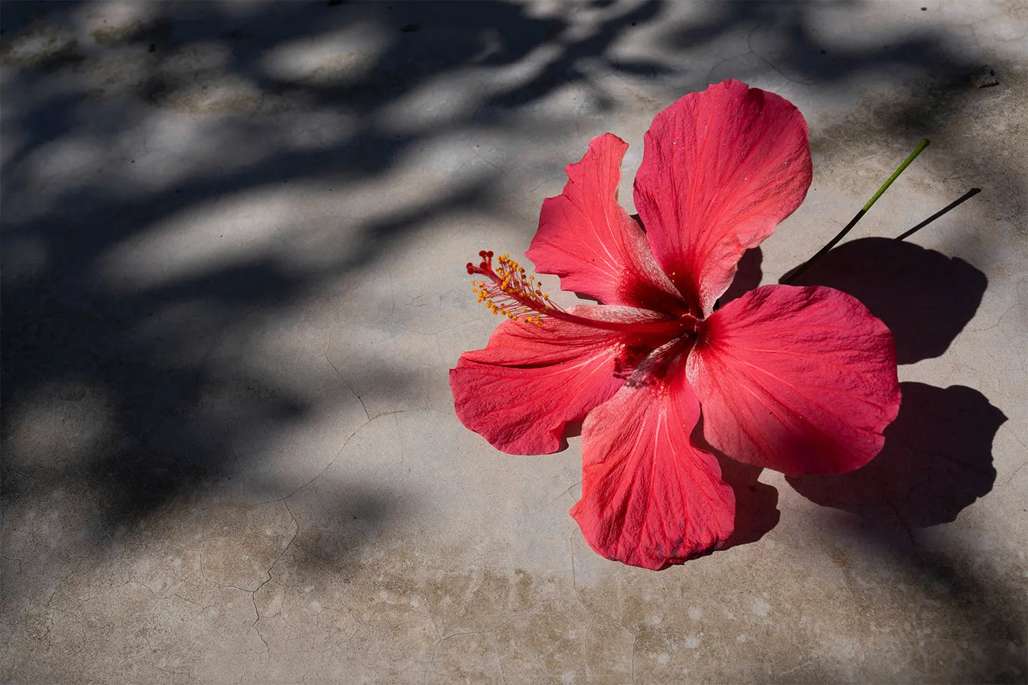 Red flower on a textured surface with shadows