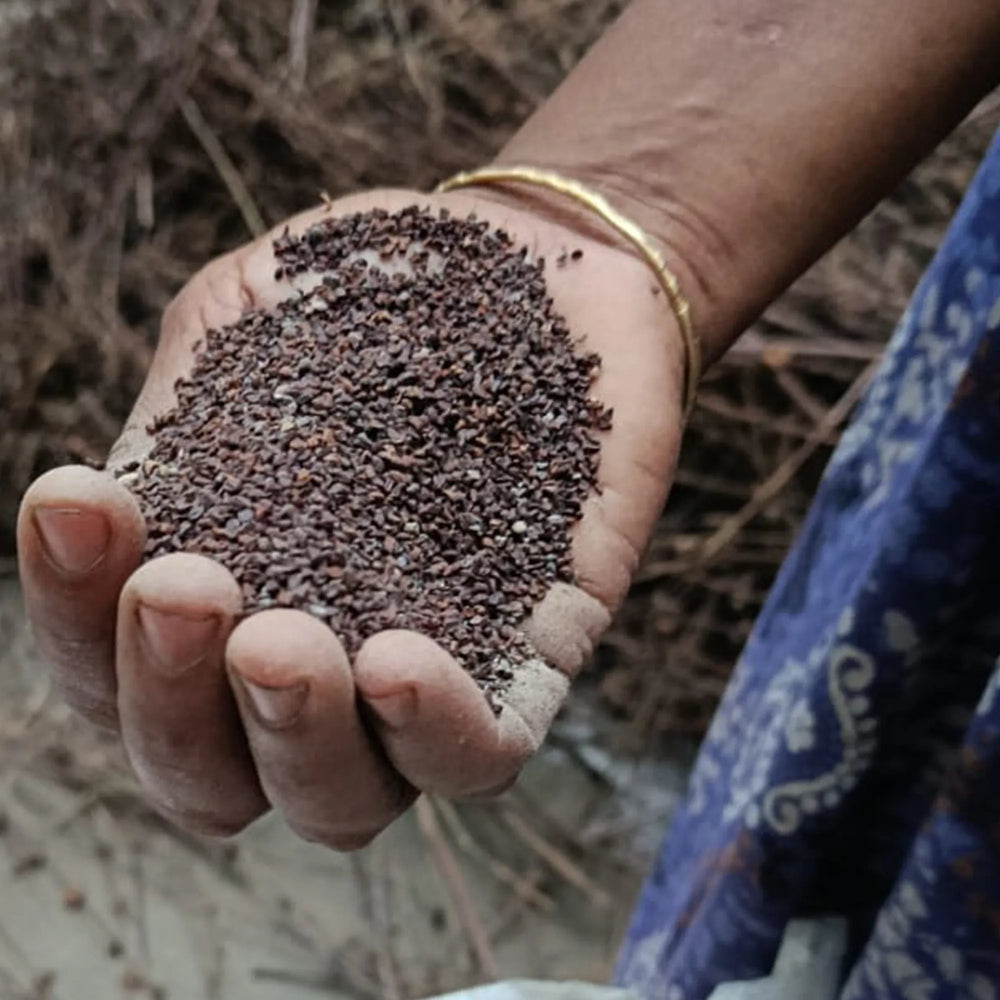 Hand holding a small amount of dark seeds with a blurred natural background