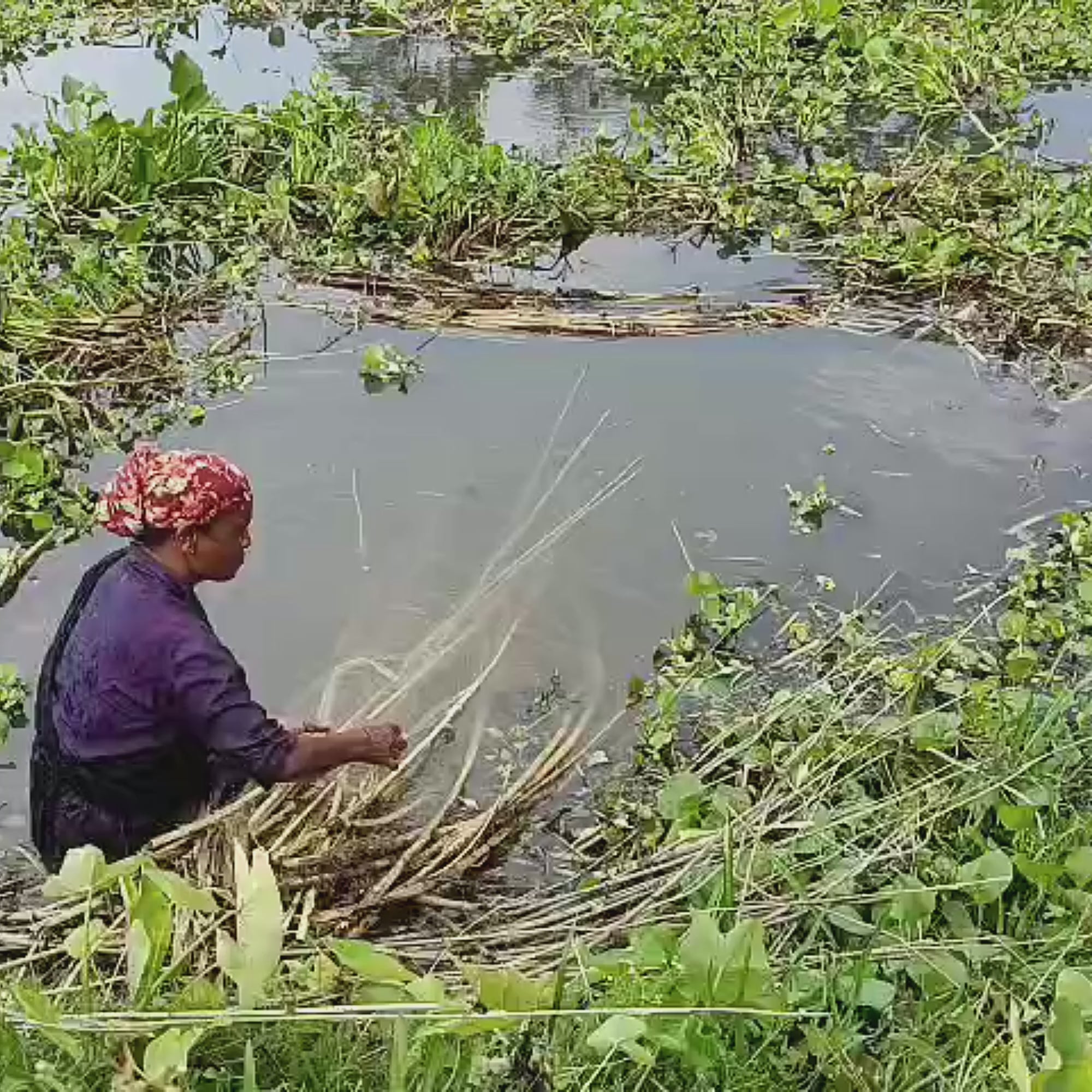 women cleaning the grass and making a rope to make a bags