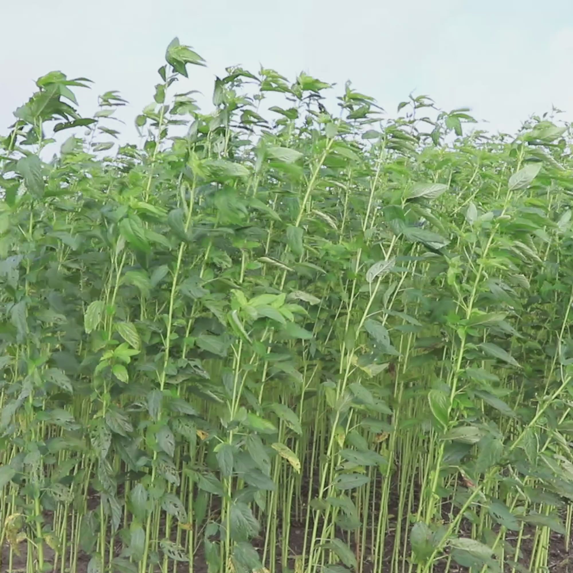 our process green plants video